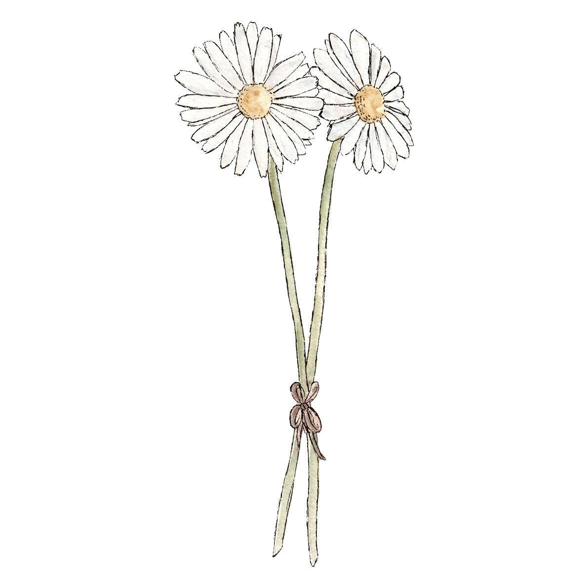 Daisies - Greeting Card