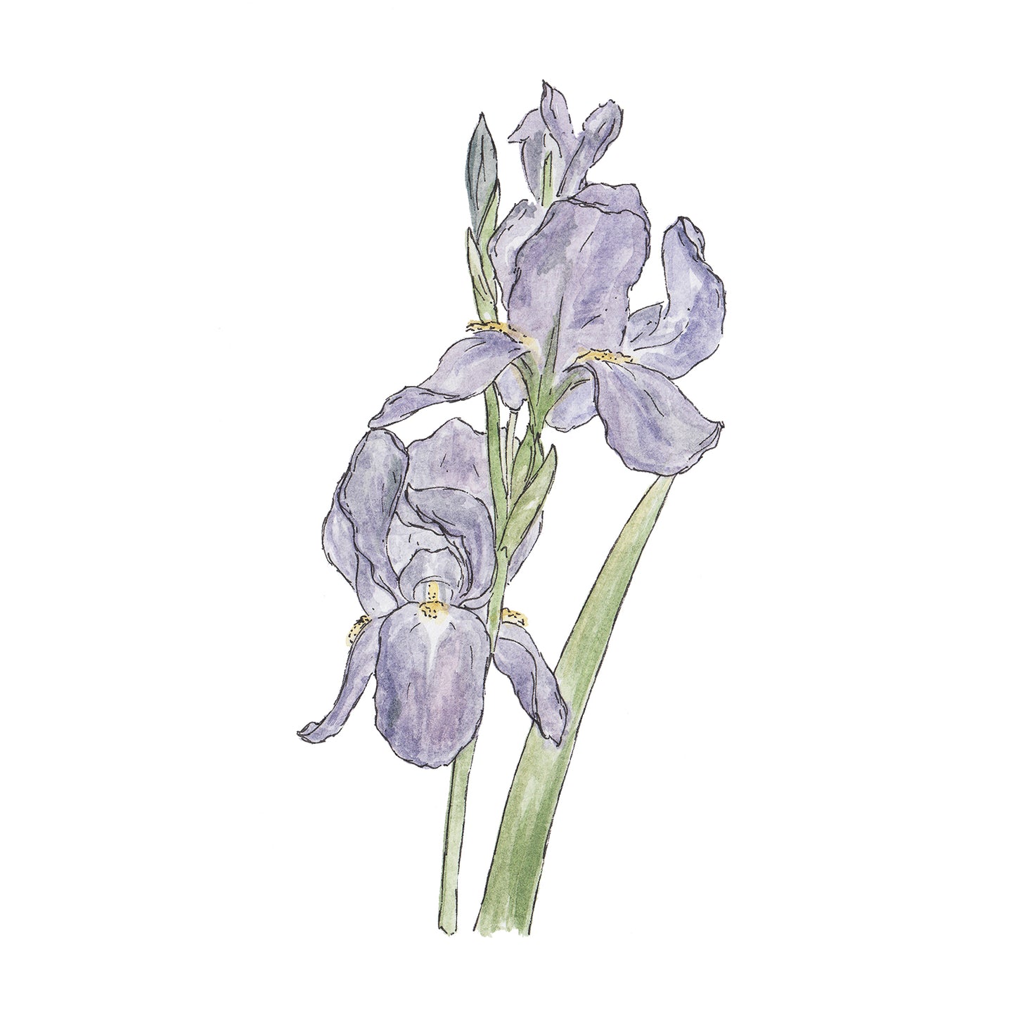 Iris - Greeting Card